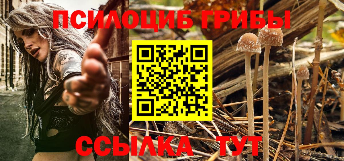 Новодвинск  Псилоцибиновые грибы Psilocybe  Вход с VPN 